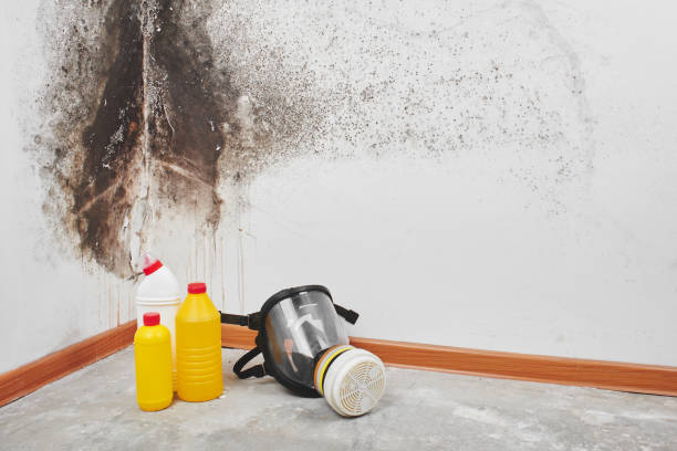 Best Mold Cleaning Services  in Dexter, MI