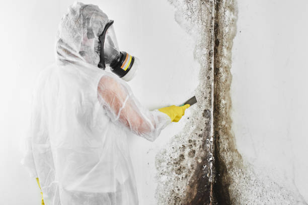 Best Local Mold Removal Service  in Dexter, MI