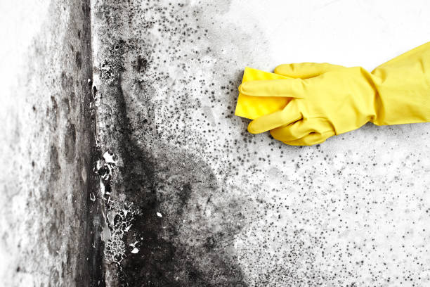 Attic Mold Removal in Dexter, MI