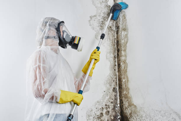 Best Commercial Mold Removal  in Dexter, MI
