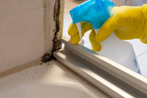 Best Home Mold Removal  in Dexter, MI