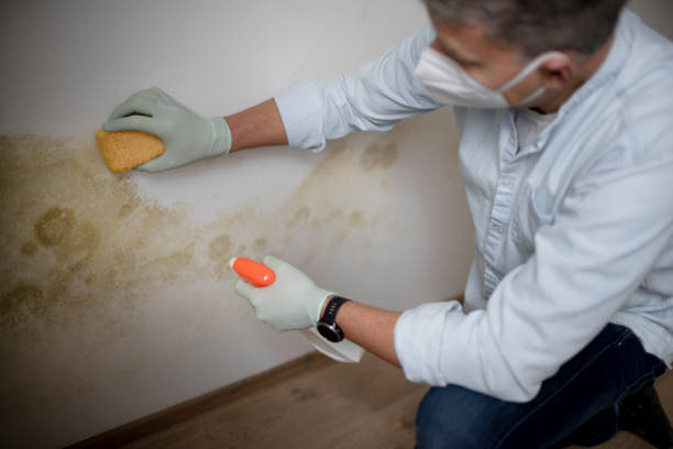 Best Residential Mold Removal  in Dexter, MI