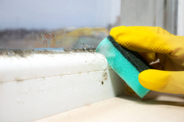 Best Certified Mold Removal  in Dexter, MI