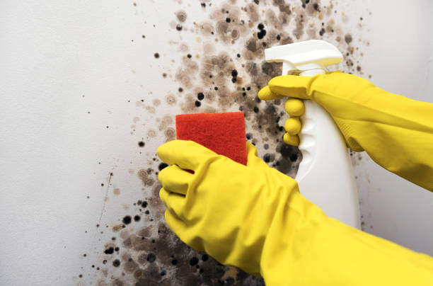 Best Mold Cleaning Services  in Dexter, MI