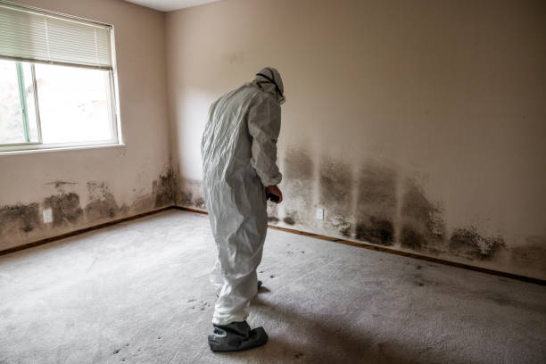 Trusted Dexter, MI Mold Removal Experts