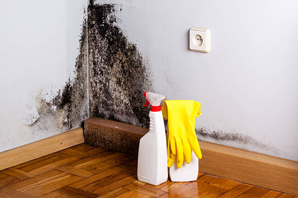 Mold Removal Process in Dexter, MI