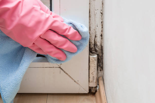 Best Mold Removal Process  in Dexter, MI