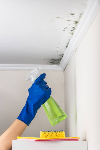 Best Water Damage Restoration  in Dexter, MI